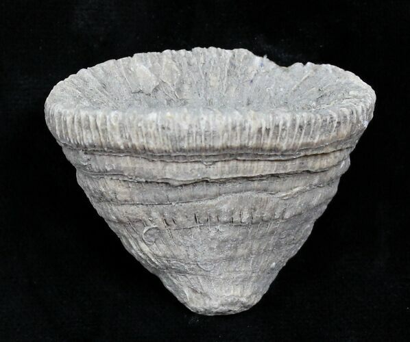 Fossil Horn Coral (Placosmilia) - Cretaceous #25602